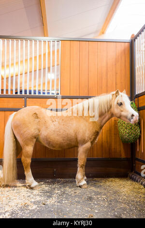 Welsh Mountain Pony, Section A. Palomino gelding standing in its box. Germany Stock Photo