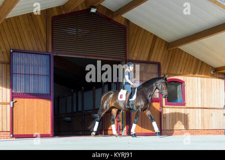 Hanoverian Horse. Woman with bay mare leaving a stable. Great Britain Stock Photo