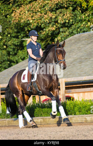 Hanoverian Horse. Woman with bay mare galopping on a riding place. Great Britain Stock Photo