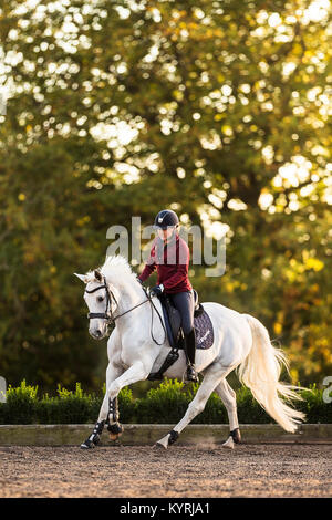 Hanoverian Horse. Woman with gray mare galopping on a riding place. Great Britain Stock Photo