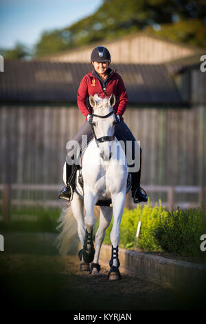 Hanoverian Horse. Woman with gray mare galopping on a riding place. Great Britain Stock Photo