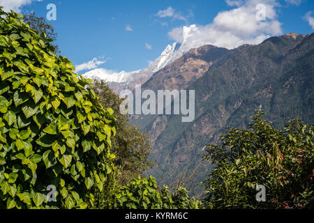 view to Mount Machhapuchchhre, Fish Tail, Nepal, Annapurna, Himalaya Stock Photo