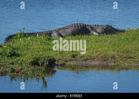 Alligator resting on the bank Stock Photo