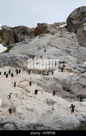 Penguins in Antarctica Stock Photo