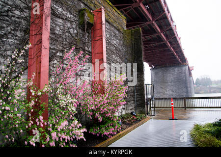 The wall of an old building overgrown with wild curly dry ivy and flowering small bushes of flowers under Broadway bridge across the Willamette River Stock Photo