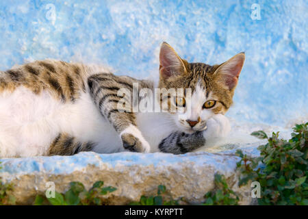 A cute cat kitten, brown mackerel tabby with white, resting lazy on a blue white wall, Greek island Rhodes, Dodecanese, Greece, Europe