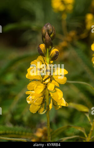 Senna didymobotrya or African senna plant showing flowers, Kenya, East Africa Stock Photo