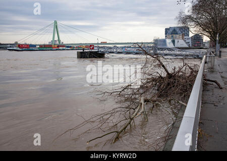 Cologne, Germany, 10. January 2018, flood of the river Rhine, flotsam on the bank.  Köln, Deutschland, 10. Januar 2018, Hochwasser des Rheins, Treibgu Stock Photo