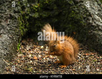 Red squirrel eating nuts after a heavy rain storm Stock Photo