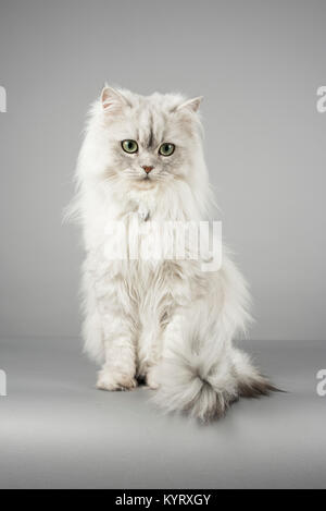 Young, male, domestic long-haired cat, UK. Stock Photo