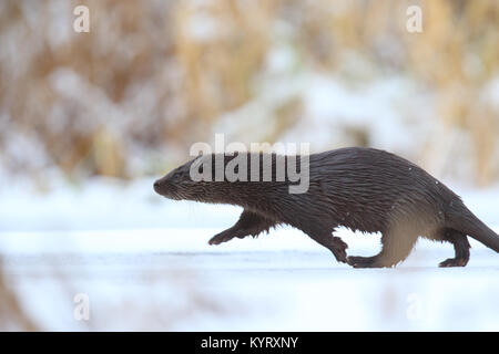 Wild European otter (Lutra lutra), Europe Stock Photo