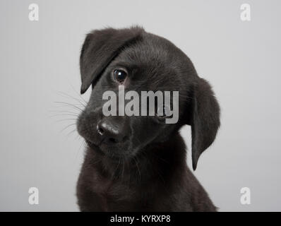 Portrait of a pet dog (Black Labrador Retriever Puppy, 9 weeks old) in the UK. Stock Photo