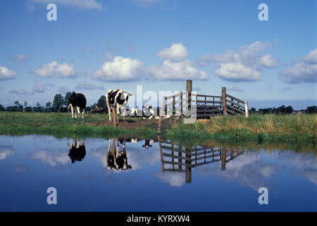 The Netherlands, De Heeg. Cows in polder. Stock Photo