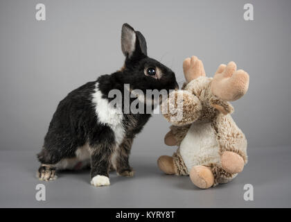 Black Rabbit, UK. Stock Photo