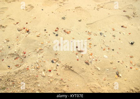 Shells on sandy beach Stock Photo