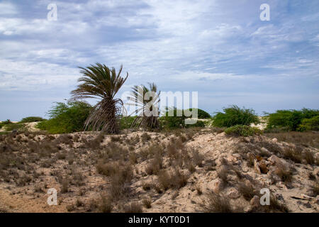 Tropical palm trees growing amongst the sand, arid environment of Boa Vista, Cape Verde Stock Photo