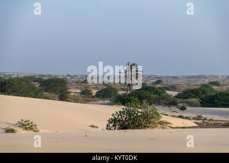 Tropical palm trees growing amongst the sand, arid environment of Boa Vista, Cape Verde Stock Photo