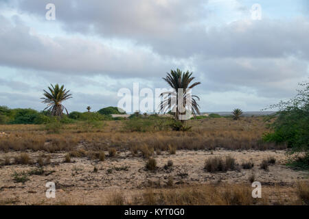 Tropical palm trees growing in arid environment of Boa Vista, Cape Verde Stock Photo