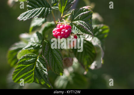 Young new planted tiny raspberry bush in the spring Stock Photo