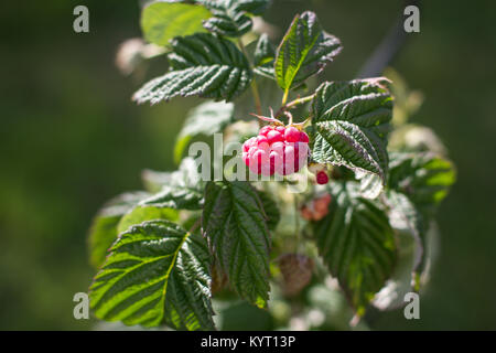 Young new planted tiny raspberry bush in the spring Stock Photo