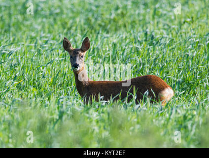 Female/Doe Roe Deer Capreolus capreolus in an arable field Yorkshire England UK Stock Photo