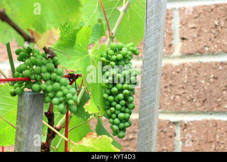 Young grapes growing on grapevines Stock Photo