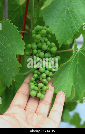 Young grapes growing on grapevines Stock Photo