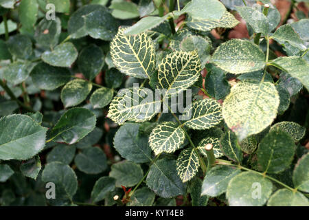 Rose Mosaic Virus on rose leaves Stock Photo