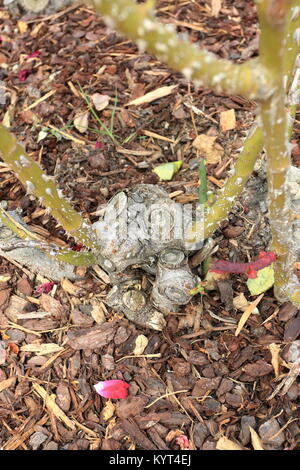 Pruned Rose Branches at base of rose plant Stock Photo