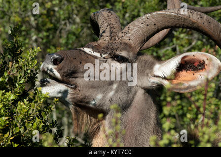 Male Kudu Browsing and covered in Flies Stock Photo