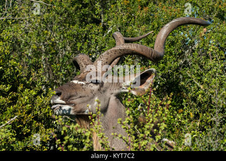 Male Kudu Browsing and covered in Flies Stock Photo