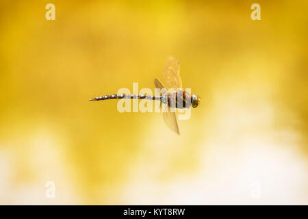 Flying dragonfly macro photography