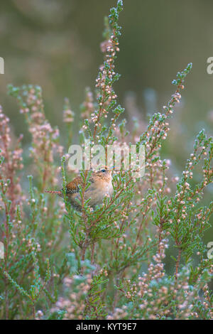 A tiny Wren sitting in a bush.