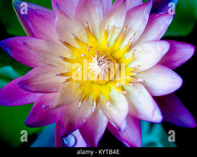 Lotus flower with beautiful colors. Stock Photo