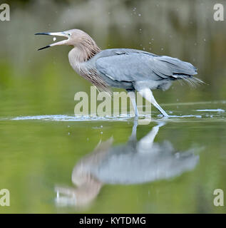 Little Blue Heron (Egretta caerulea) fishing, goes on water on green natural background, Cuba Stock Photo