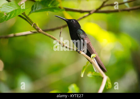South American Black Jacobin Hummingbird sitting on a branch Stock Photo