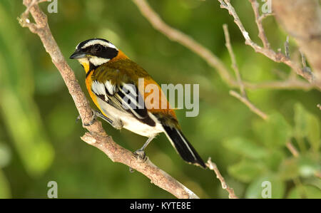 Western Spindalis, Spindalis zena, perched on branch. Stripe-headed Tanager. Cuba Stock Photo