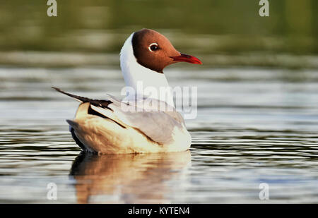 Swimming Black-headed Gull (Larus ridibundus)  close up Stock Photo