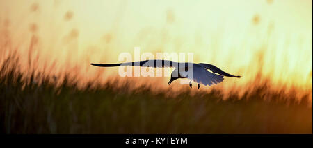 Silhouette of in Flight at sunset. A flying black headed gull. Backlight. gulls flying against yellow sunset background . Black-headed Gull (Larus rid Stock Photo