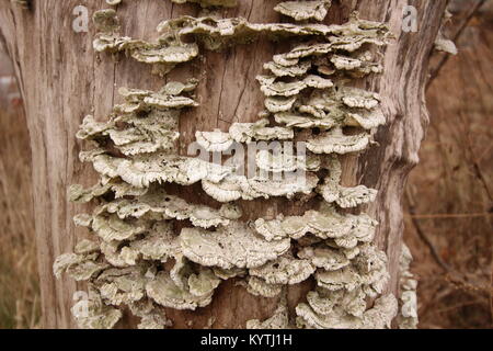 Lingzhi mushroom (Reish mushroom; Ganoderma lucidum) on tree trank in the winter Soma, Fuksuhima Japan, January 15 2018 Stock Photo