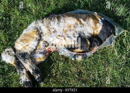 A Newborn lamb suffocated in its own cleansing after birth. UK. Stock Photo