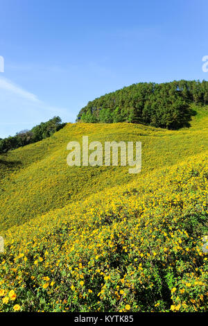 Thung Bua Tong flowers Doi Mae Yuam, Tree Marigold will bloom simultaneously. During November to December every year, Mae Hong Son Province, Thailand Stock Photo