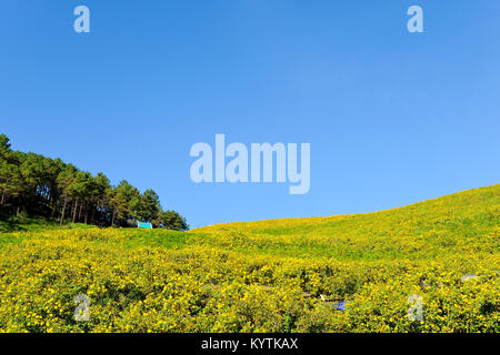 Thung Bua Tong flowers Doi Mae Yuam, Tree Marigold will bloom simultaneously. During November to December every year, Mae Hong Son Province, Thailand Stock Photo
