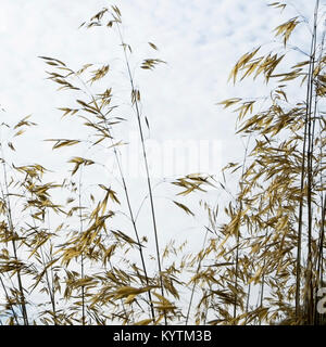 Decorative grass seed heads drying in autumn sunshine Stock Photo