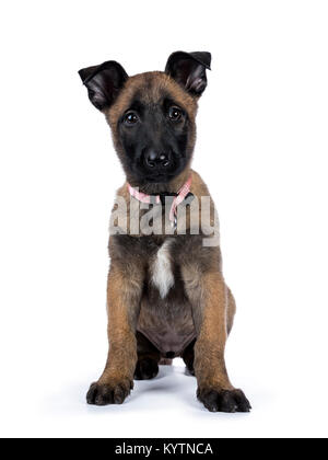 Belgian shepherd dog / puppy sitting facing front looking at camera isolated on white background Stock Photo