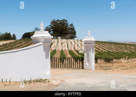 Swartland region of the Western Cape South Africa. December 2017. Vineyard in the Swartland region Stock Photo