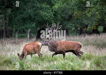 Red deer (Cervus elaphus) stag checking out hind / female in heat by flicking tongue during the rut in autumn Stock Photo