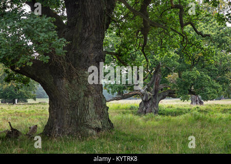 Ancient centuries old English oaks / pedunculate oak trees (Quercus robur) in Jaegersborg Dyrehave / Dyrehaven near Copenhagen, Denmark Stock Photo