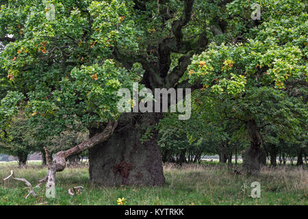 Ancient centuries old English oak / pedunculate oak trees (Quercus robur) in Jaegersborg Dyrehave / Dyrehaven near Copenhagen, Denmark Stock Photo