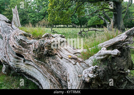 Fallen old English oak / pedunculate oak tree (Quercus robur) in Jaegersborg Dyrehave / Dyrehaven near Copenhagen, Denmark Stock Photo